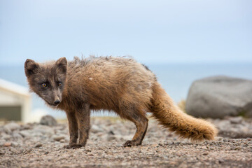arctic fox in summer brown coat, iceland