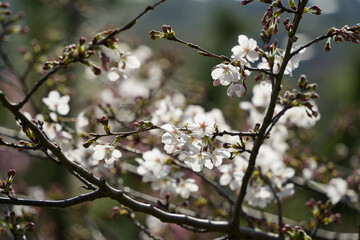 桜開花の瞬間