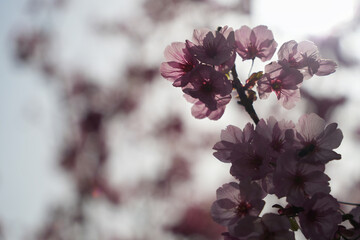 啓翁桜の優美なシルエット