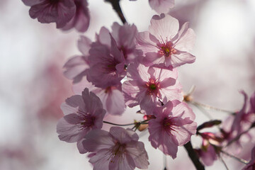啓翁桜の美しさ