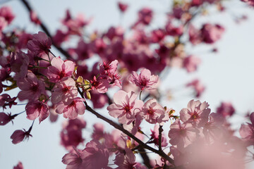 啓翁桜の淡いピンクの魅力