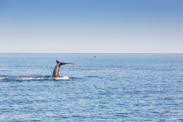 humpback whale 