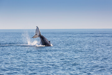 humpback whale 