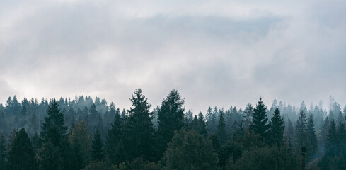 Spruce forest panoramic background. Misty morning scenery with spruce woodland.