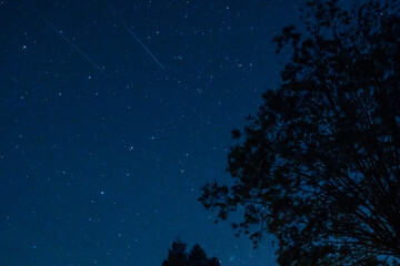 Night sky: tree silhouette and starry sky with sparkling stars and two shooting stars