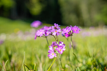 Close-up with blurred background of a Primula farinosa, the bird's-eye primrose. It is a small perennial plant in the family Primulaceae, here on a high mountain meadow in Tyrol