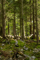 Alpine spruce forest with rocky humus soil. It retains rainwater, reduces erosion processes and...