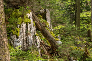 In the alpine forest: a spruce fallen on a rock