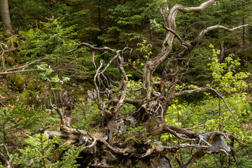 In the alpine forest: tree root of a fallen tree. Atmospheric nature