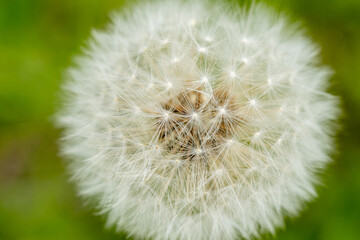 Obraz premium Close-up of the seed head of a dandelion flower head. Blurred grass background. Top view