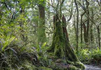 Forest on the South Island in New Zealand, old stump and tree trunks covered with green moss, natural landscape