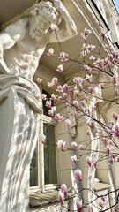 Pink magnolia flowers on a tree in the city. Poland