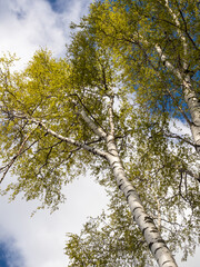 birch trees in spring