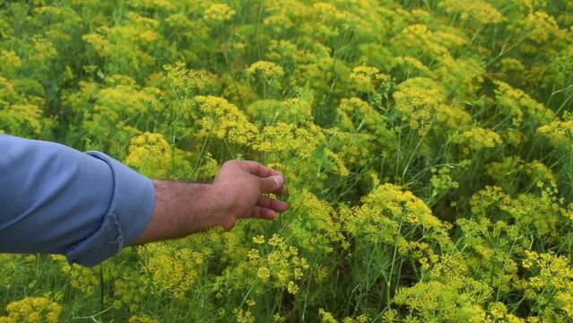 Flower of green dill fennel Bright blurred background artistic selected focus Close up, cuting with hand of male