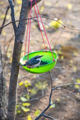 The Eurasian nuthatch or wood nuthatch (Sitta europaea) eating sunflower seeds and millet from a bird feeder in the forest