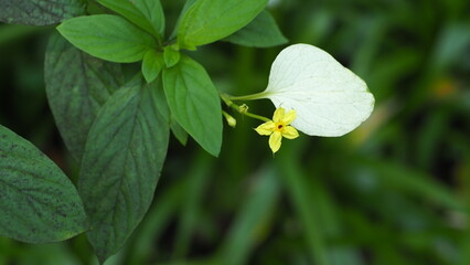 Yellow flower and white wing-shape sepal of Pseudomussaenda flava (Yellow Mussaenda) (Dwarf Mussaenda) (Dwarf Yellow) and green leaves in focus, with a blurred bokeh background of branches and leaf