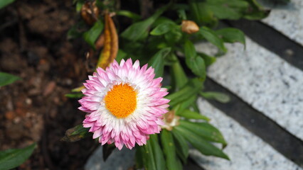 Fully bloomed white and pink flowers of Xerochrysum bracteatum (golden everlasting) (strawflower) in the middle, against a blurred bokeh background of leaves and cement road with white patches