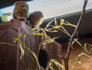 Two Western pygmy marmoset monkeys sit on the roof of their pet house.