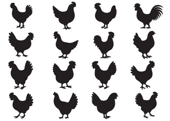 Chicken vector set, silhouette of hen chicken. vector Illustration