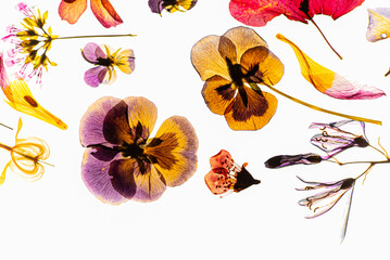 dry flowers on the whtie
