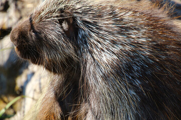 North American porcupine at the Alaska Wildlife Conservation Center  
