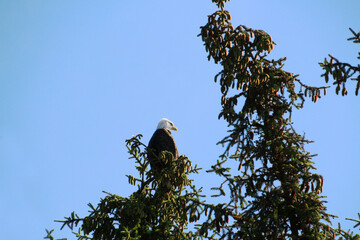 Bald eagle photographed perched in a tree in the town of Sitka, Alaska