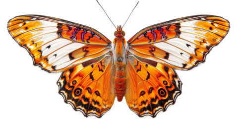 orange vivid detailed beautiful butterfly transparent as a graphic resource
