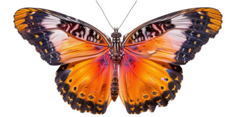 orange vivid detailed beautiful butterfly transparent as a graphic resource
