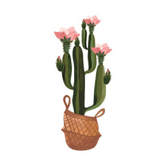 Cactus in a wicker basket. Plants for the home. Floriculture. Interior decoration. Isolated watercolor illustration on white background. Clipart.
