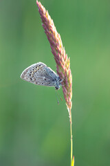 Kolorowy motyl Modraszek Ikar na zielonym tle.
