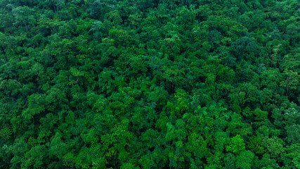 aerial view of dark green forest Abundant natural ecosystems of rainforest. Concept of nature...