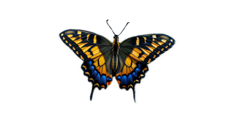 black vivid detailed beautiful butterfly transparent as a graphic resource
