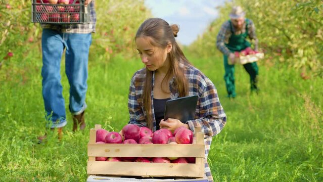 Front view family farmers careful pick in boxes recording results of the inspection on a tablet.