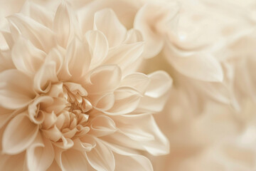 A closeup macro texture of a flower in soft beige pastel tones, creating a serene and aesthetically pleasing background ideal for design and art projects 