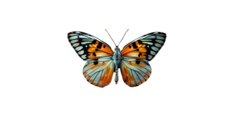 vivid detailed beautiful butterfly transparent as a graphic resource
