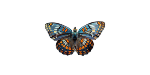 multi colored vivid detailed beautiful butterfly transparent as a graphic resource