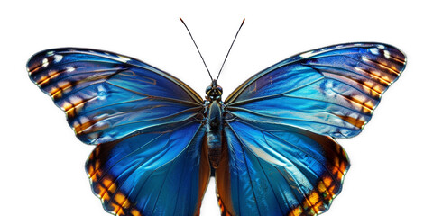 blue vivid detailed beautiful butterfly transparent as a graphic resource
