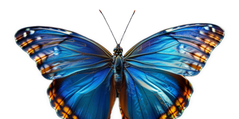 blue vivid detailed beautiful butterfly transparent as a graphic resource
