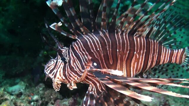 Red lionfish hovers over coral reef during night. Profile shot, camera zooms in.