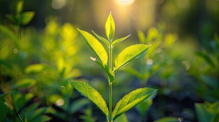 Vibrant Field of Yellow Flowers