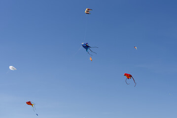 Cerfs volant dans un ciel bleu au printemps