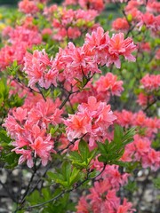 Azalea rhododendron shrub pink coral flowers.