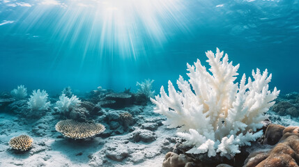 Fototapeta premium Coral reef bleaching caused by climate change, global warming, water pollution and human action. Underwater photography of white coral reef in the ocean.