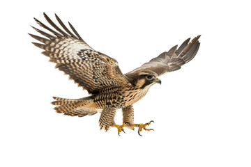 Falcon in Flight Against White Background