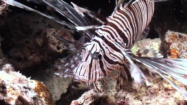 Red lionfish hunting: With a sudden movement, the predator sucks in the water and devours a small creature. It is not clear what kind of prey it caught, but the chewing suggests it was successful.