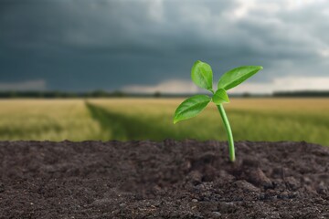 World Environment Protecting Nature concept. Plant Growing