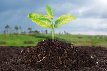 World Environment Protecting Nature concept. Plant Growing