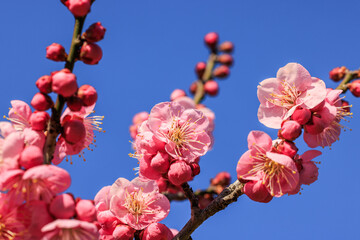 梅の花　紅梅