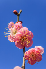 梅の花　紅梅