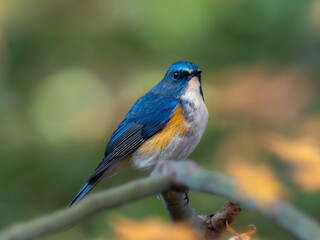 森の中で枝に留まっているルリビタキの雄